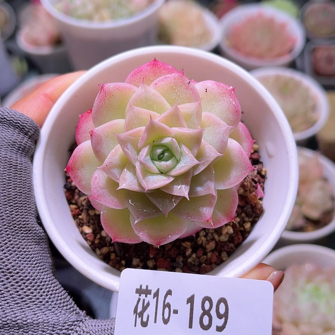 花16-189女王瑕疵