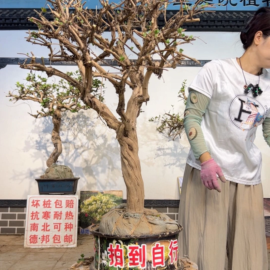 无花朵金银花88888
