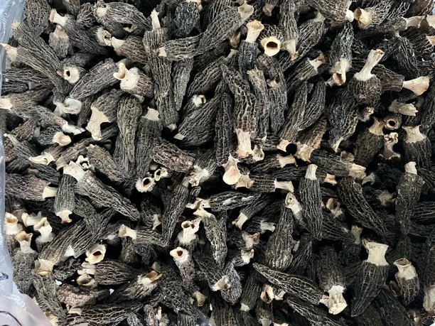 小个头六妹羊肚菌02014