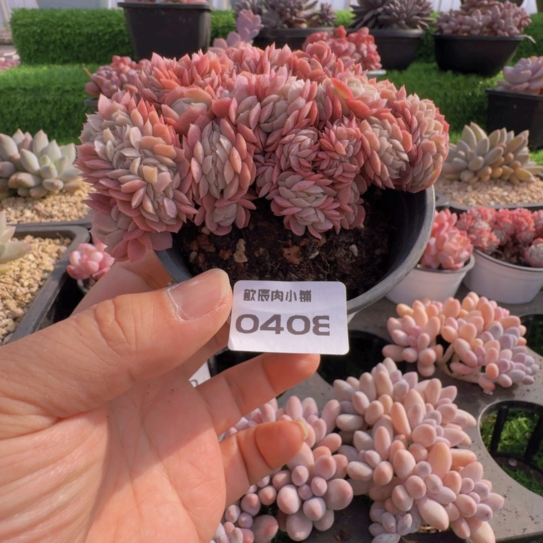 多肉植物贝瑞缀0408
