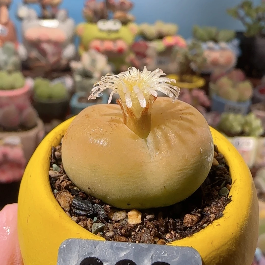 T开花毛汗尼盆口3cm