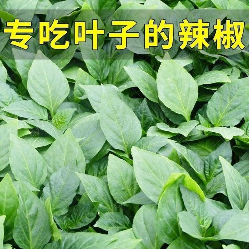 辣椒叶种子 专吃叶子的辣椒 阳台四季盆栽特色蔬菜高产抗病含钙高