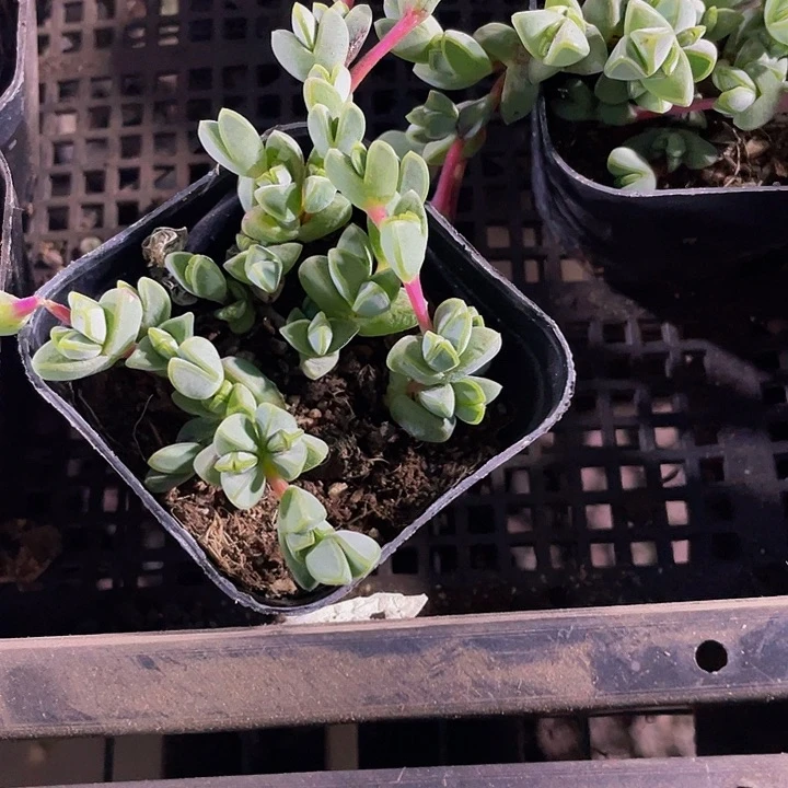 碧玉莲2.8带盆土发