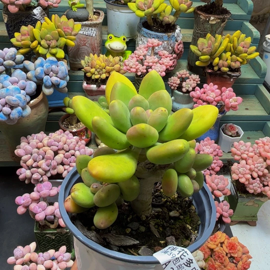 251芒果奶树9cm多肉