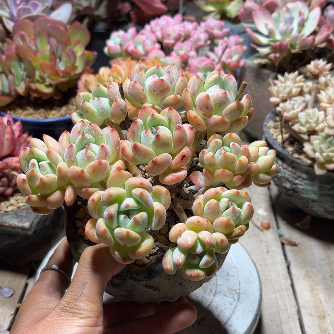 望舒多肉植物rufuchuni
