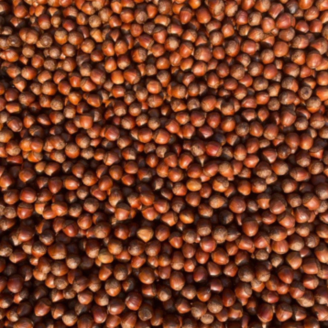 2024年东北特产大榛子