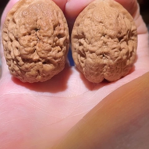 文玩核桃把件大理卧龙带彩磕尖37