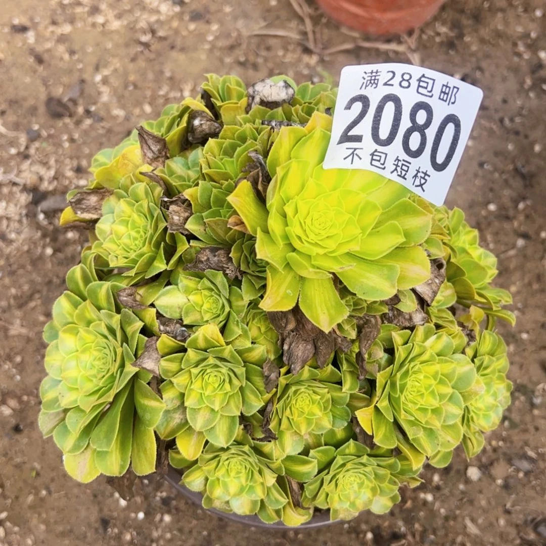 琉璃多肉植物法师2080