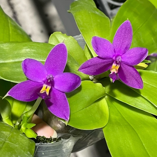 2.5寸 小红花-开花株 原生趣味兰