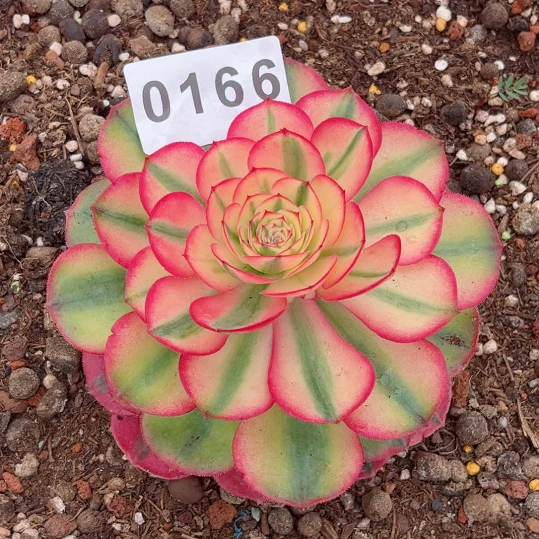 荔枝多肉特价发货发货