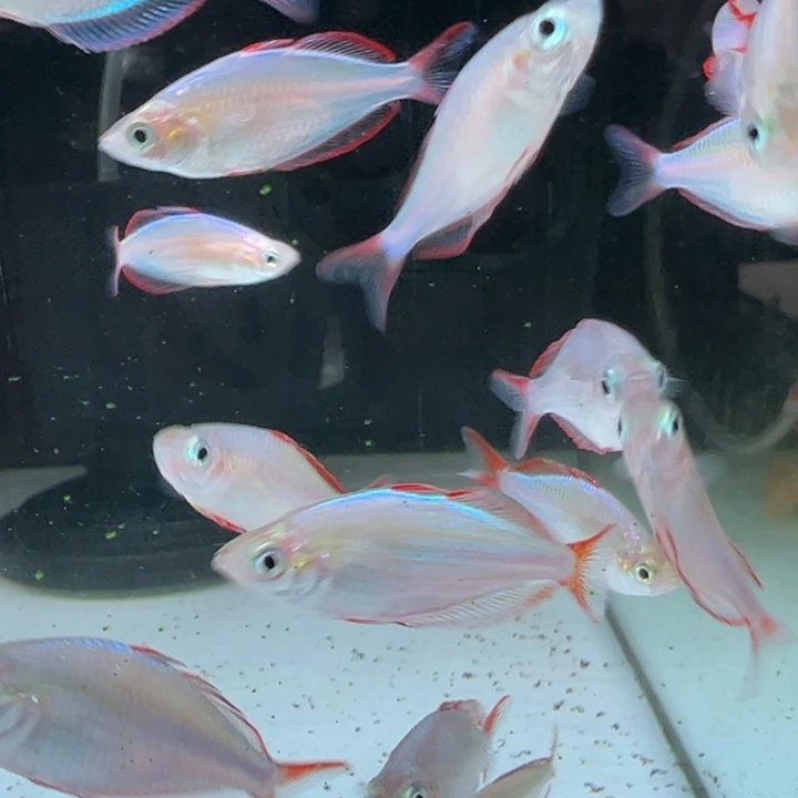 短鲷鱼电光美人5条