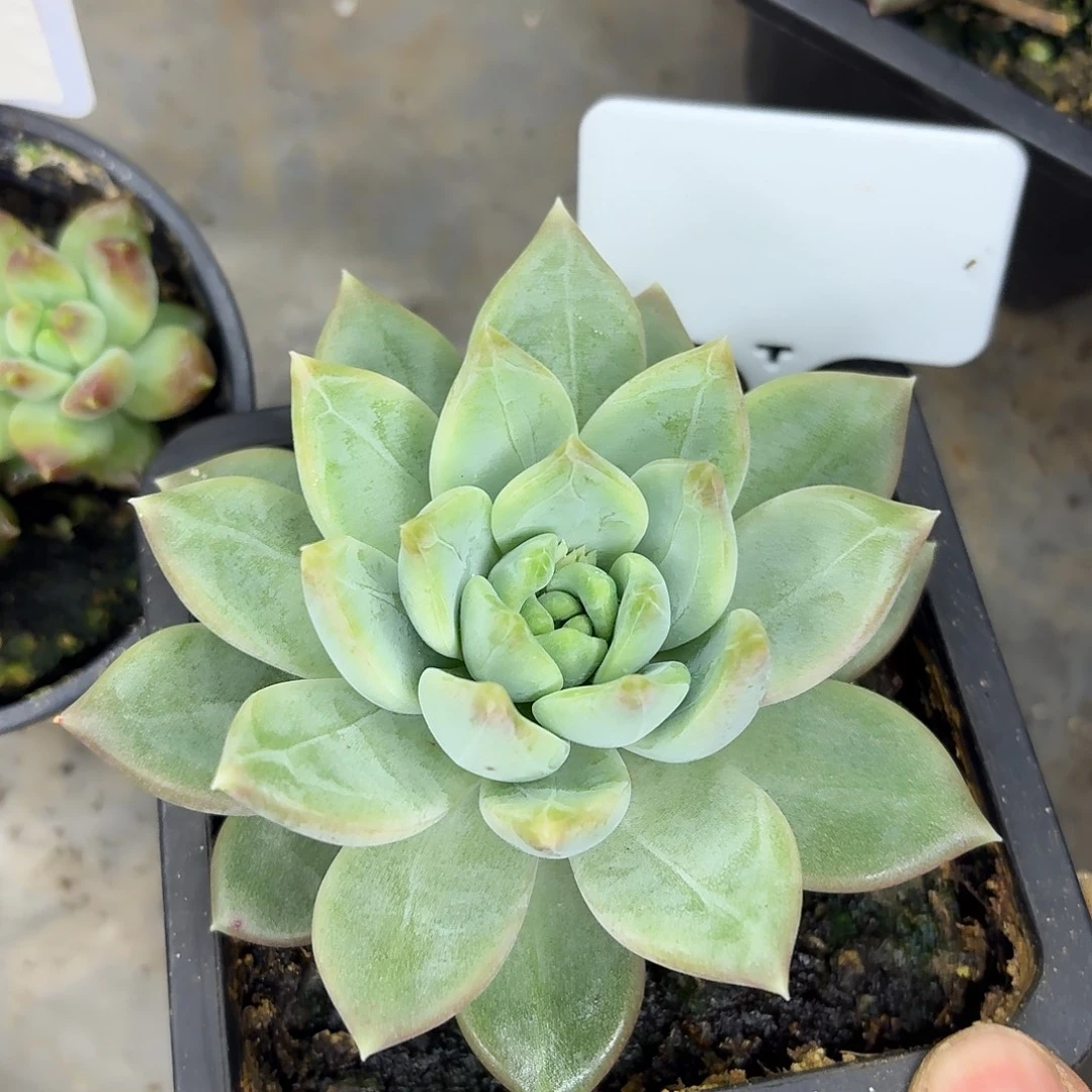 美人877777777777777777