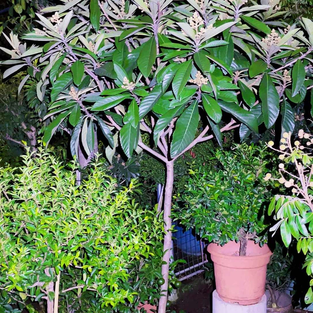 无花朵88888888888888