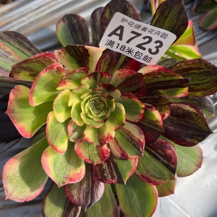 多肉法师伯爵朵朵