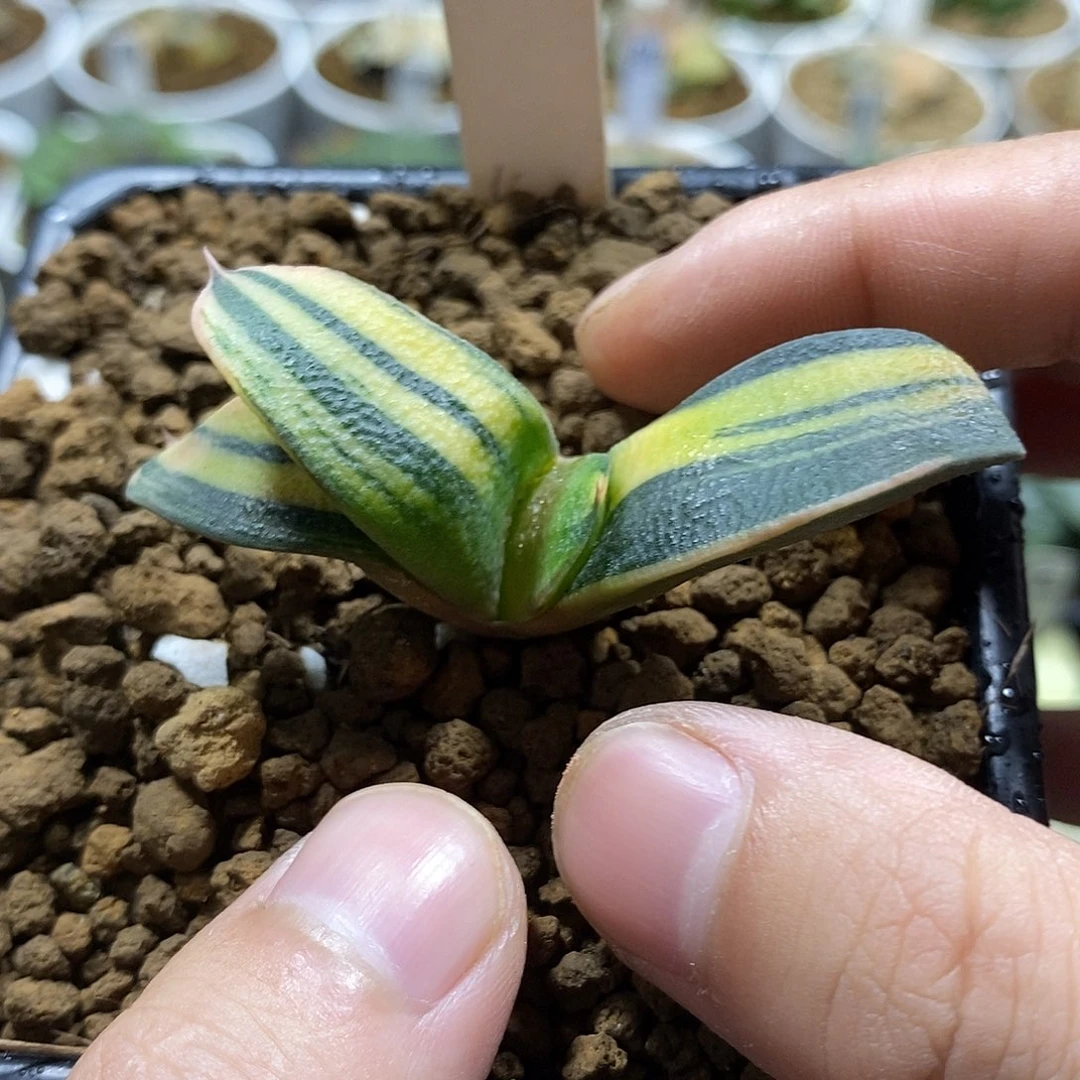 82卧牛锦哈哈哈哈