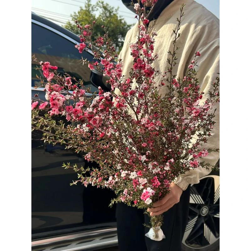 同城甄选松红梅鲜切枝条一扎