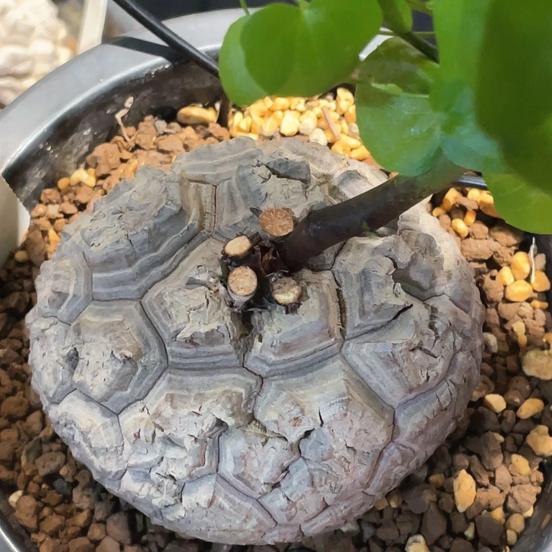 984号日系龟8.8公分带瑕