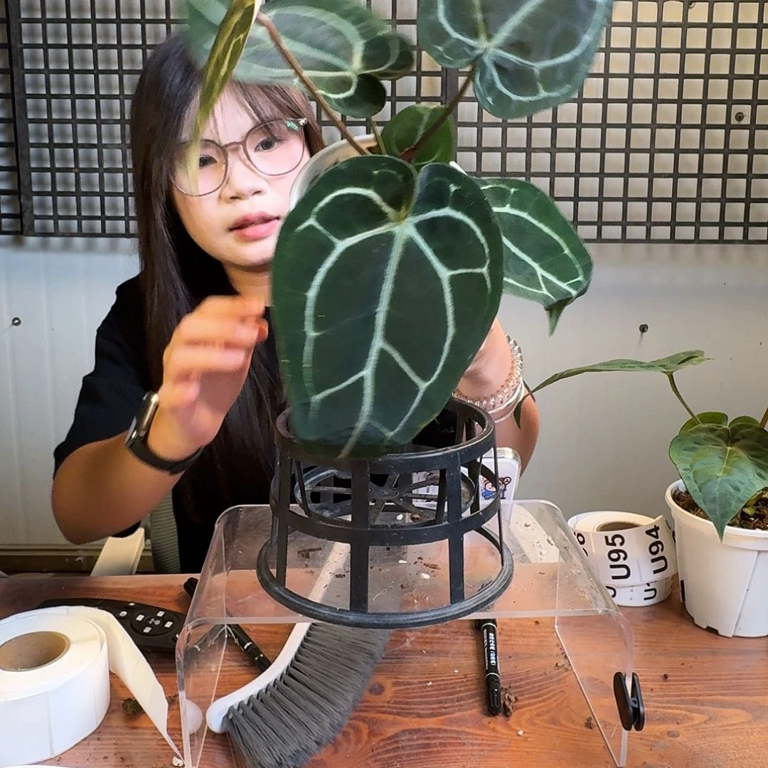 无花朵晚****～一物一拍U90老叶消耗