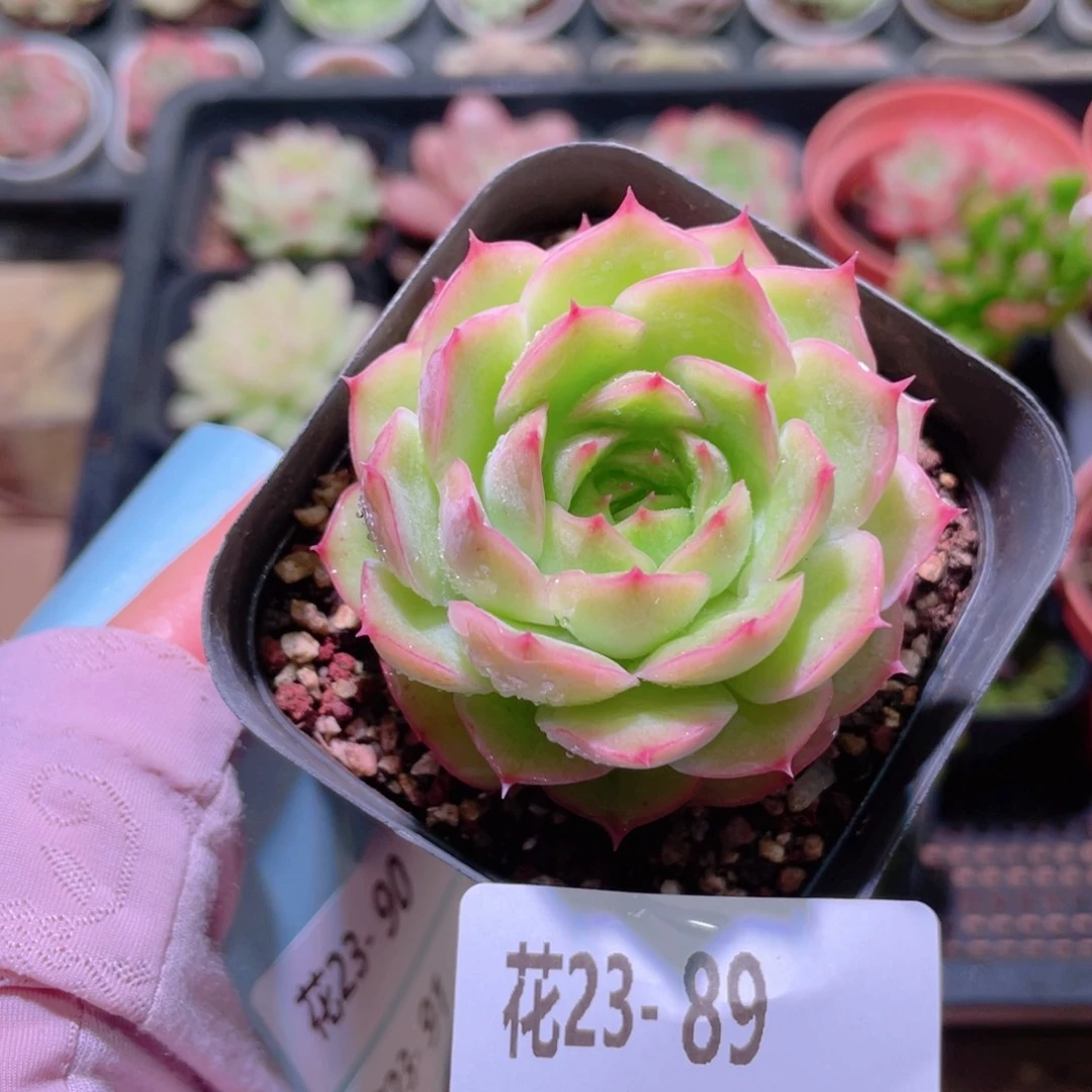 花利美23-89云梦仙子