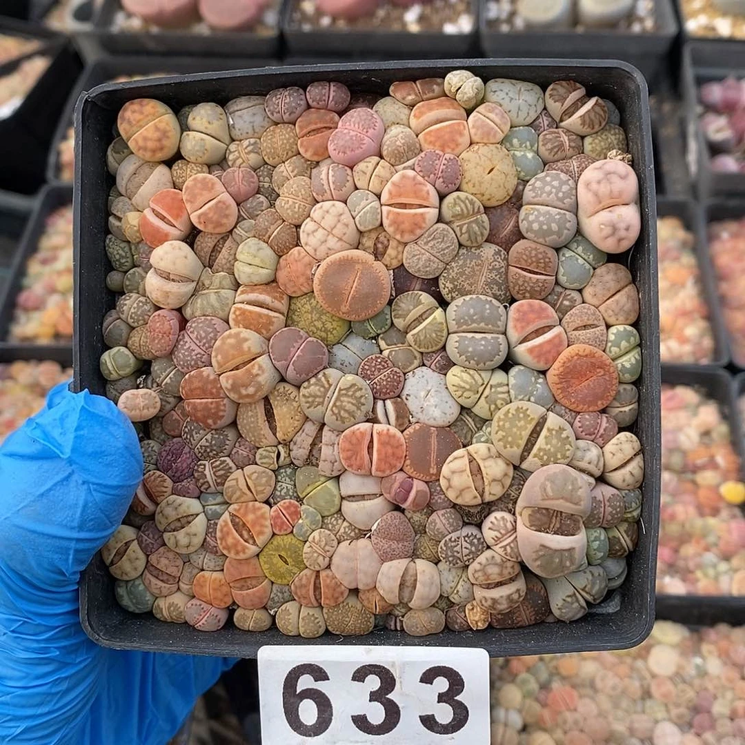 y*～633 生石花彩拼 带盆土