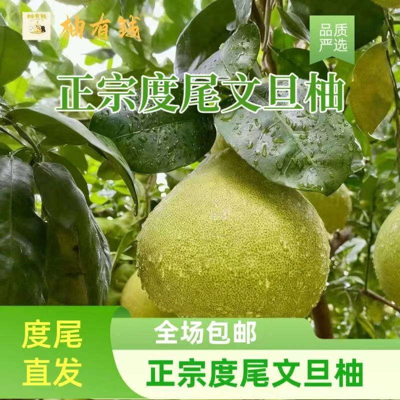 福建度尾柚子文旦柚新鲜当季采摘孕妇宝妈应季水果香甜多汁