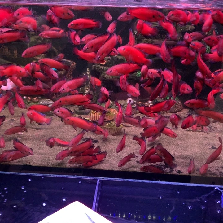 慈鲷鱼直播5-6图卡2条包邮