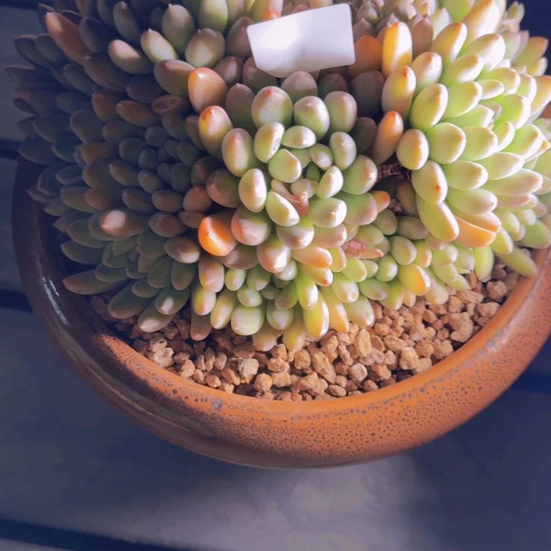 来***张17123杂交多肉植物