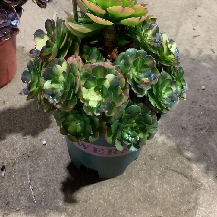 354海王七彩多肉植物特价