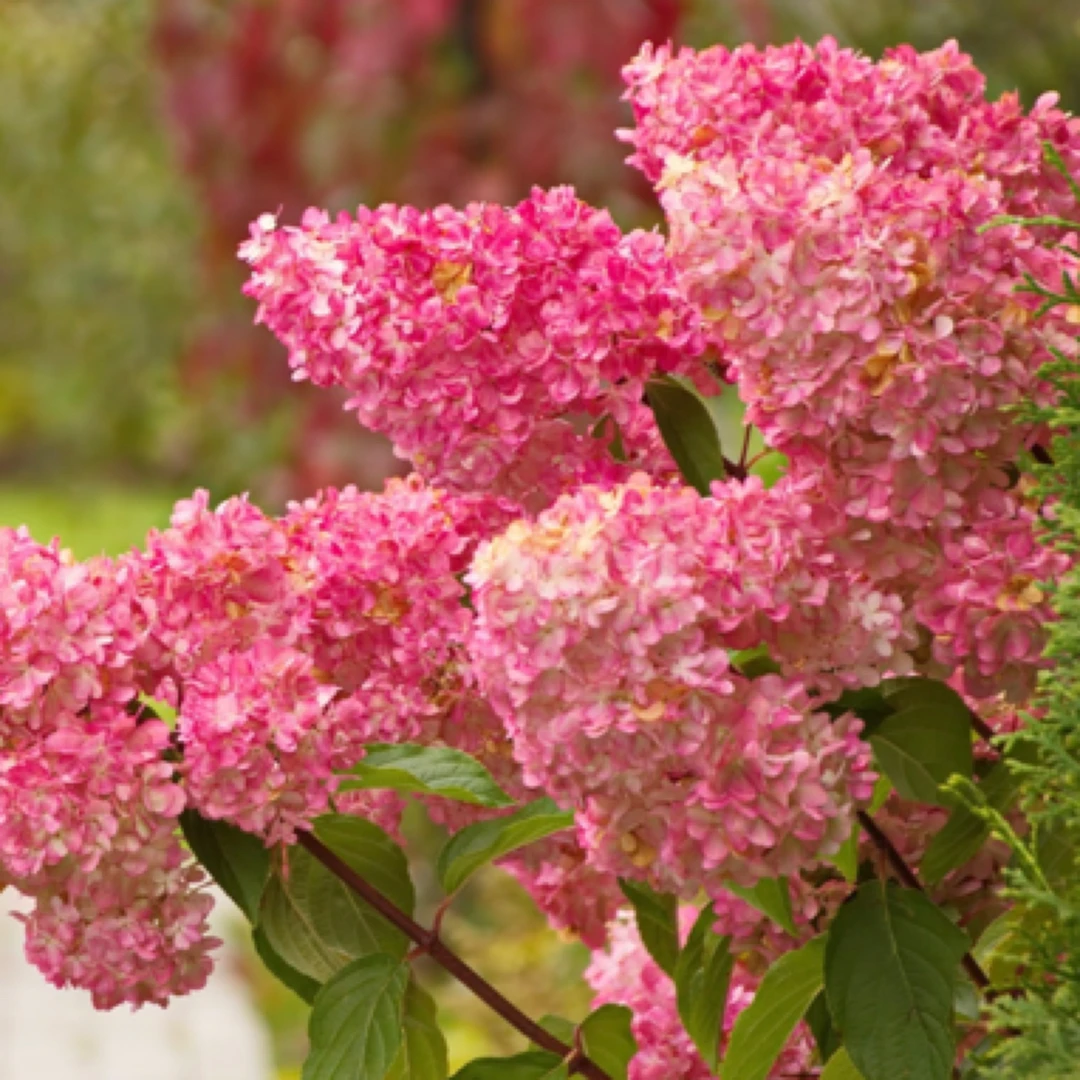 【香草草莓】园锥绣球花苗植物盆栽好养活5年老桩绣球花带花苞大棵