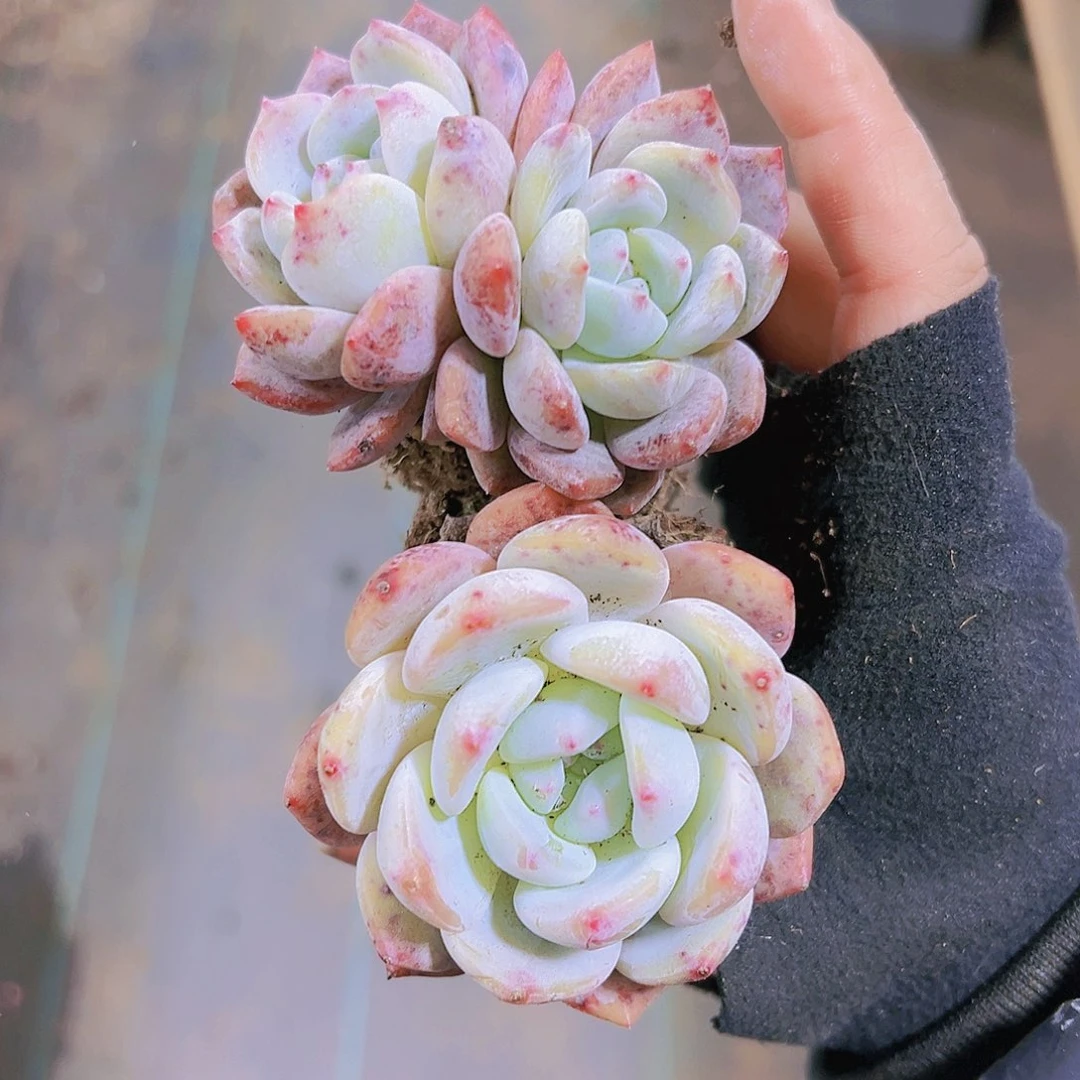 雪橙一单一双19包邮