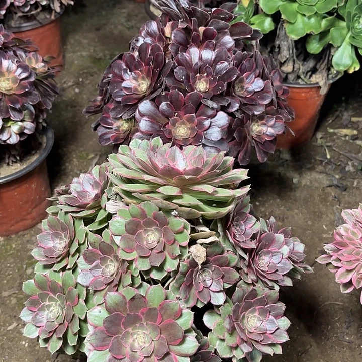 多肉植物法师2颗28