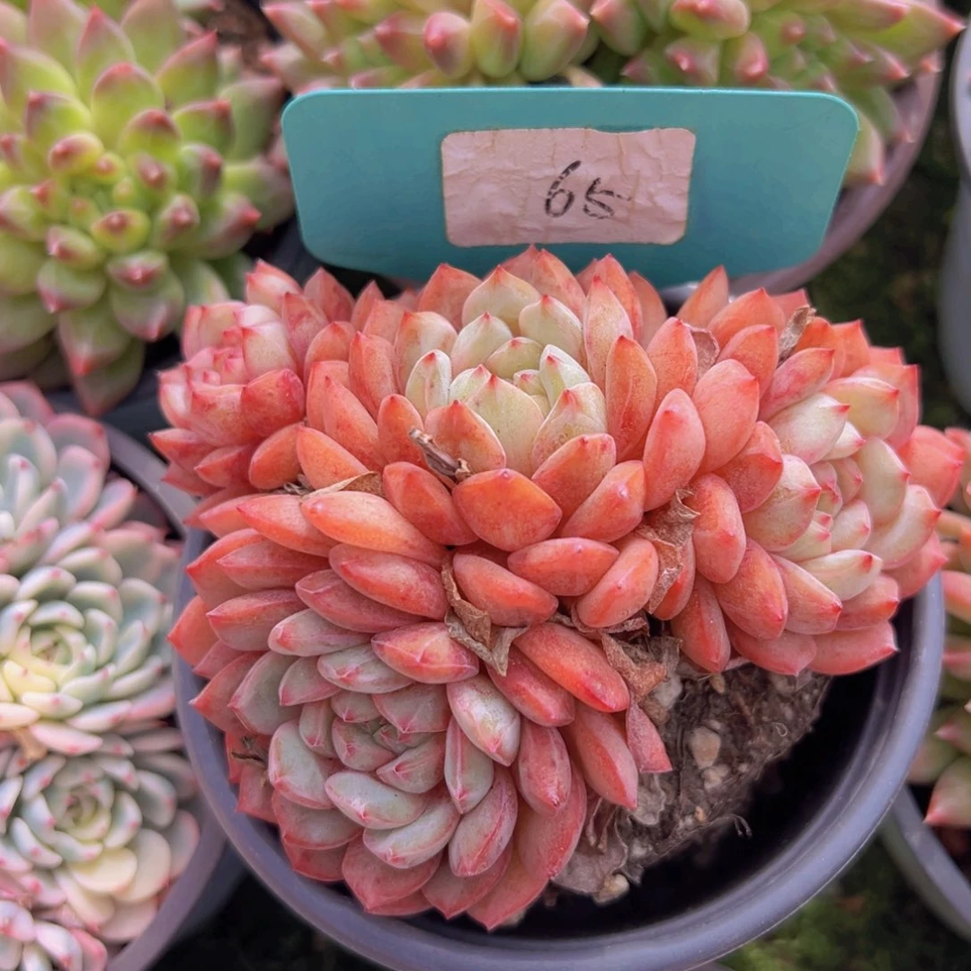 香玉的故事是一个人的故事