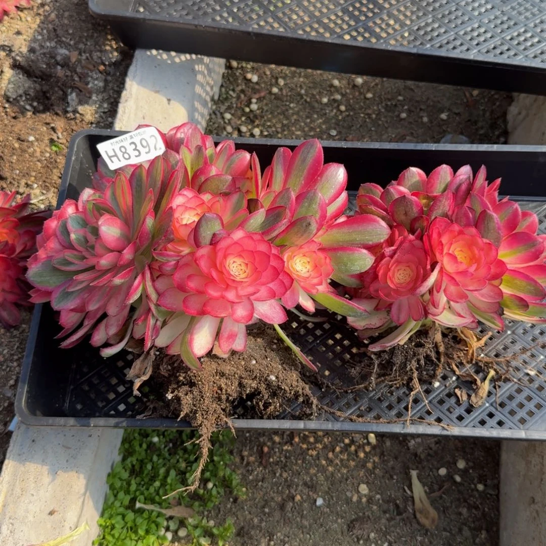 仙**姐8392荔枝。多肉植物