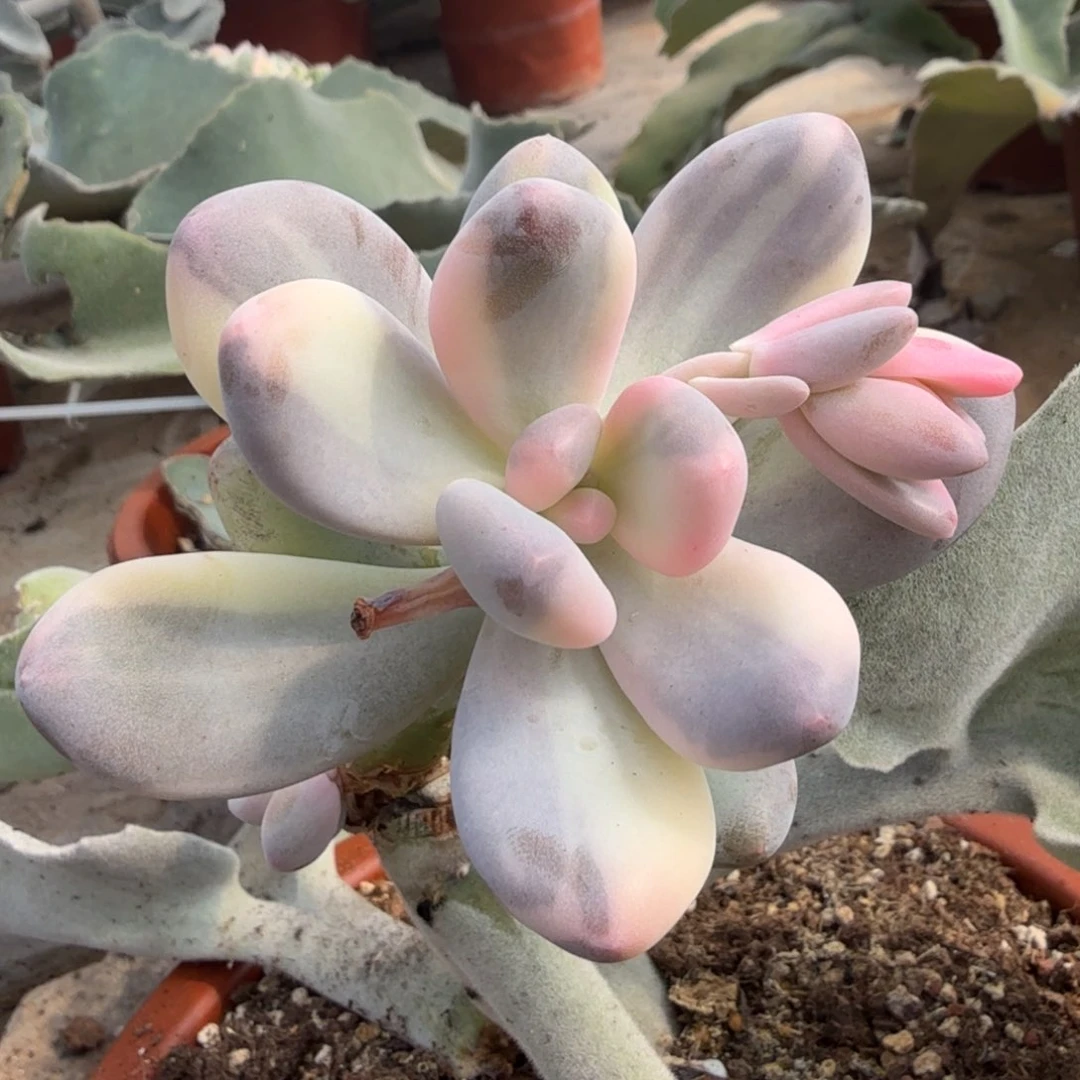 紫皮奶酪锦整颗的锦