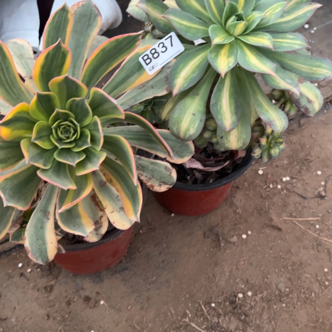 阿***悦837两颗组合多肉植物法师