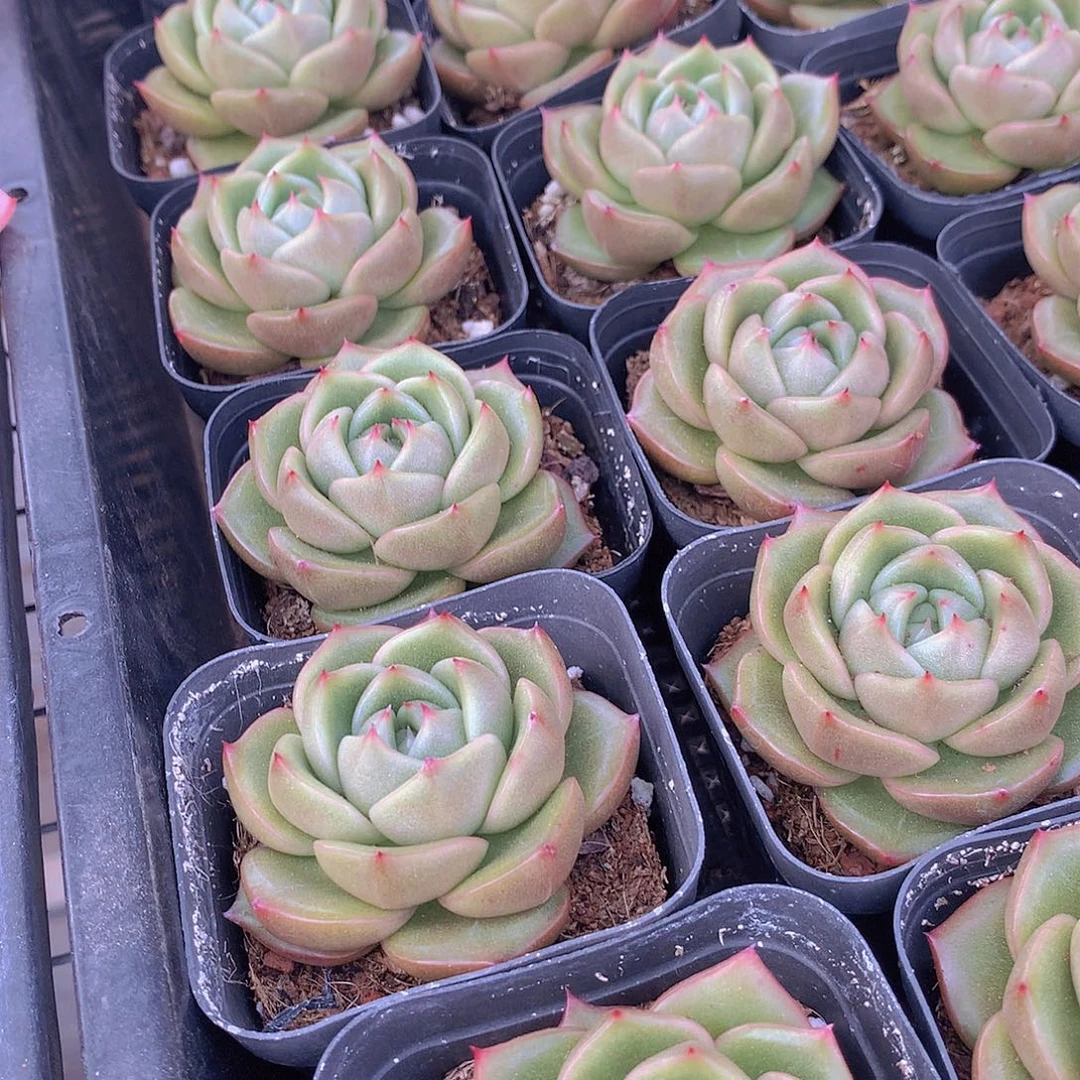 两颗冰宝龙34678899000000