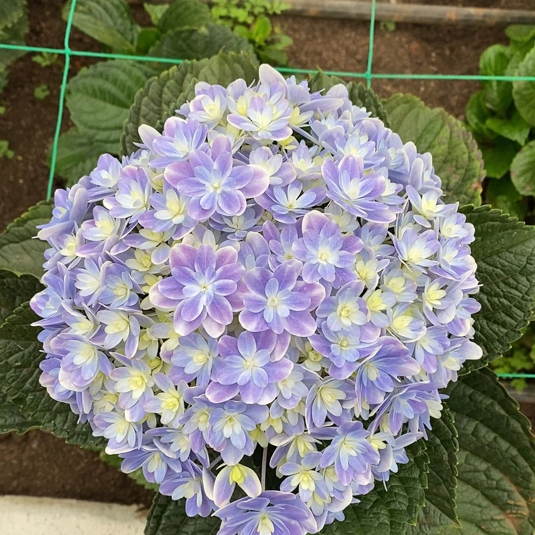 11号绣球/有色差介意勿拍/3单冷链包邮/偏远补运费发德邦