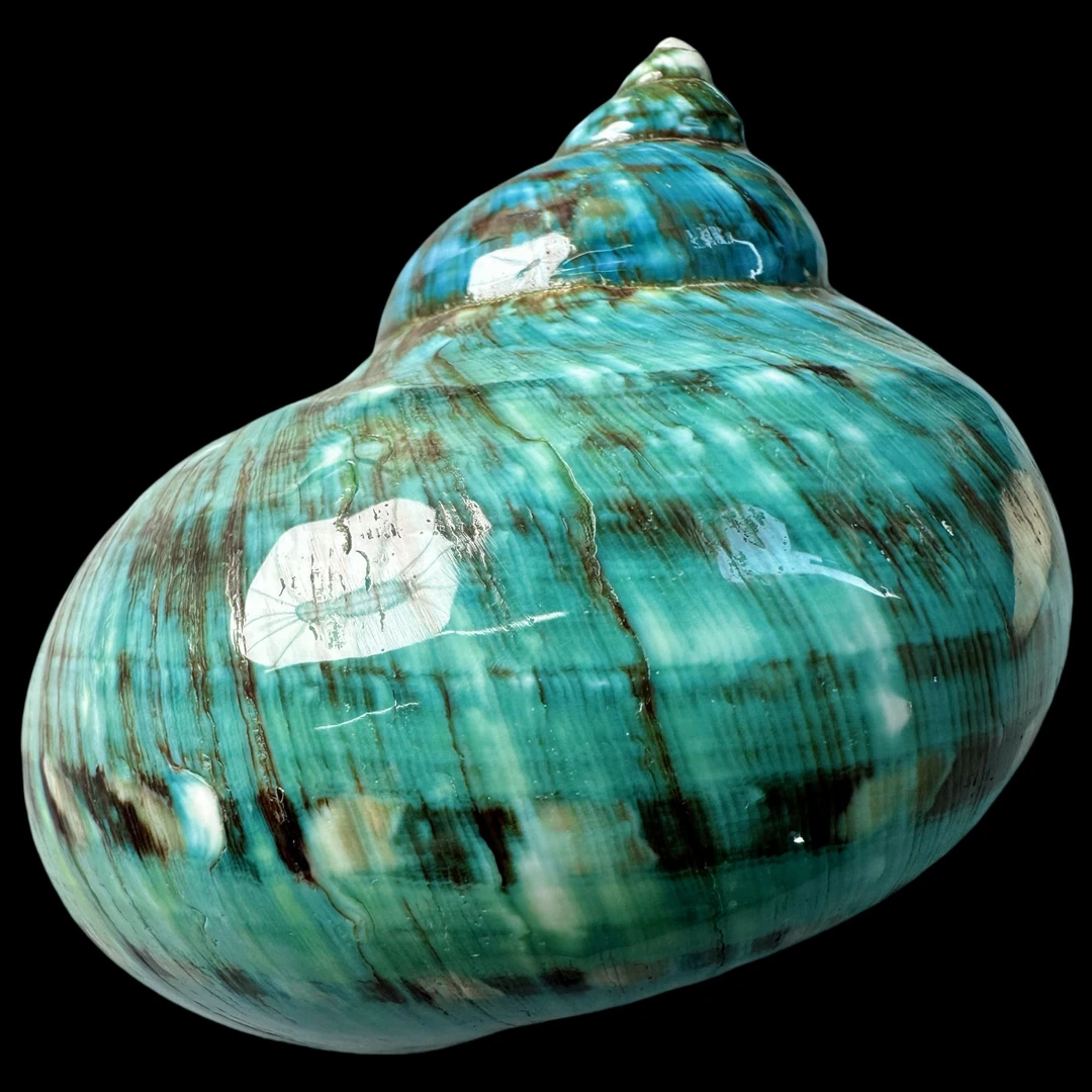 【帝王螺杯（特大！精品）】94.7mm 赠1串杯托 天然贝壳 A4