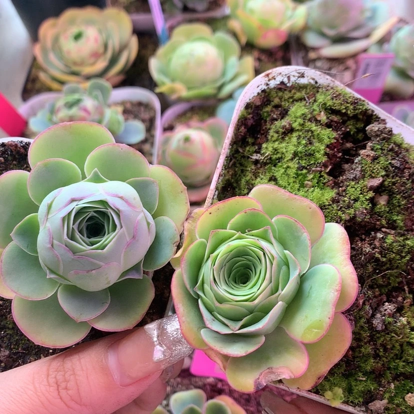 【闪购商品】£***欲两颗福利207