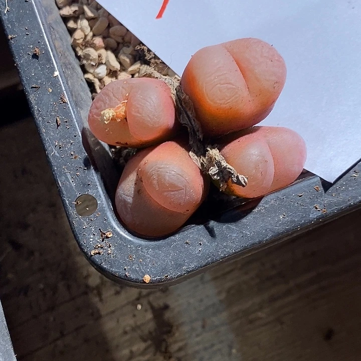 24383。    大四头。