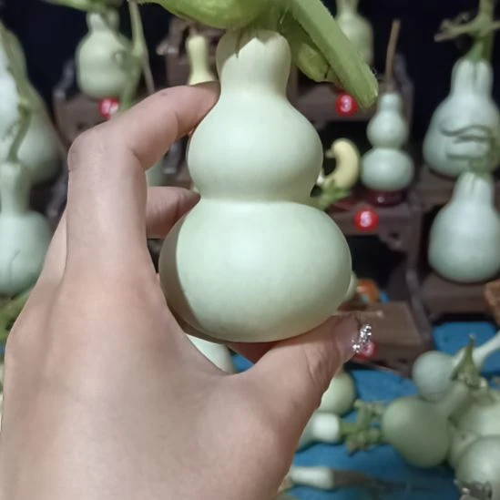 大***文可口可乐了了具体