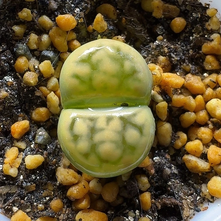 生石花11112。    286