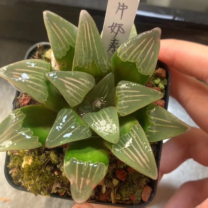 牛奶寿一物一拍带盆