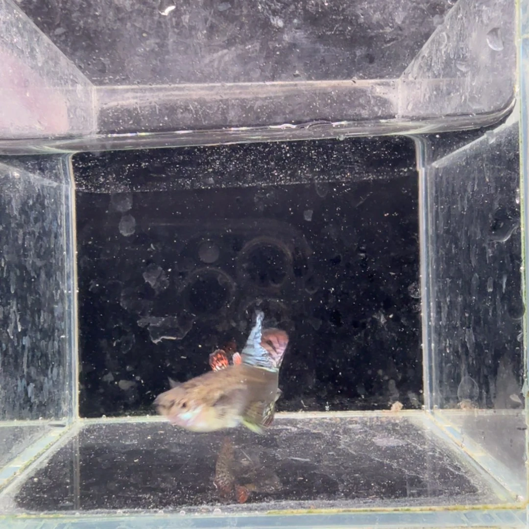 孔雀鱼大背红龙1对