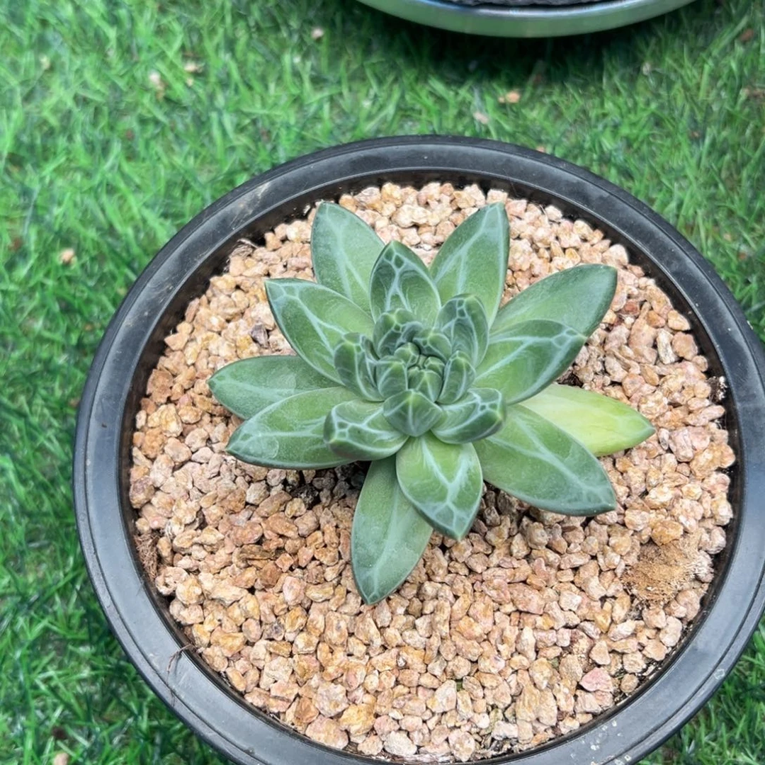 青花瓷单头一物一拍