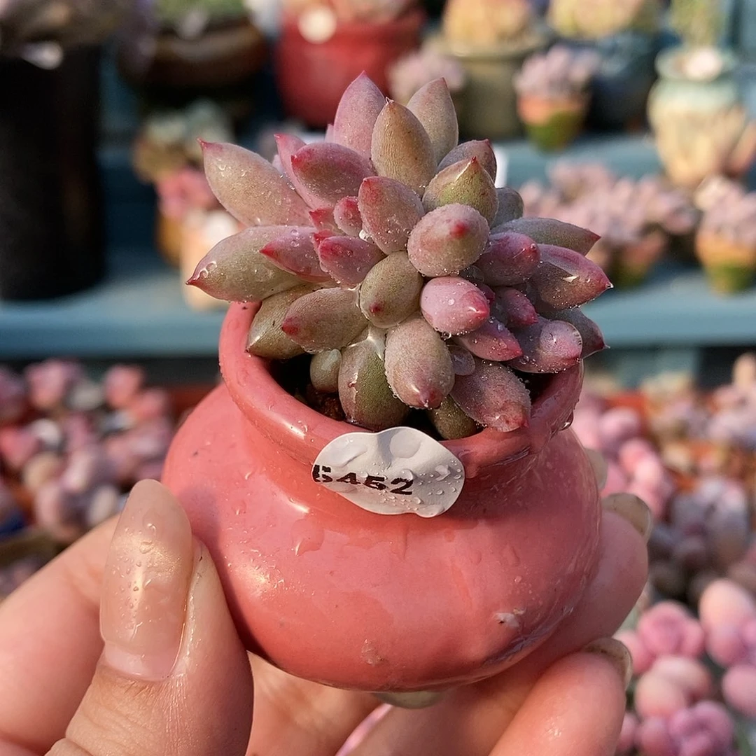 5452车厘子带盆土