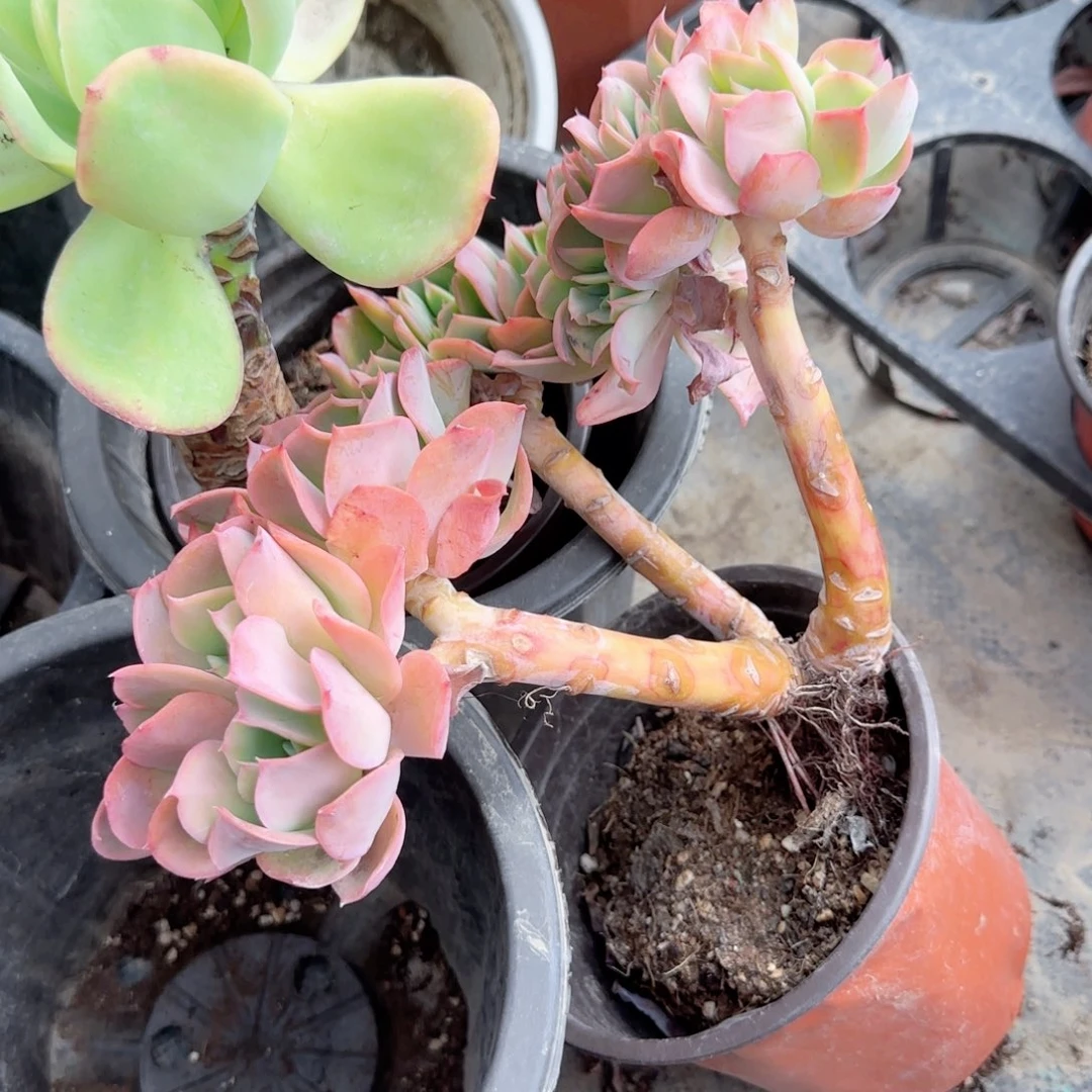 无花朵绮罗大三头老桩就一个