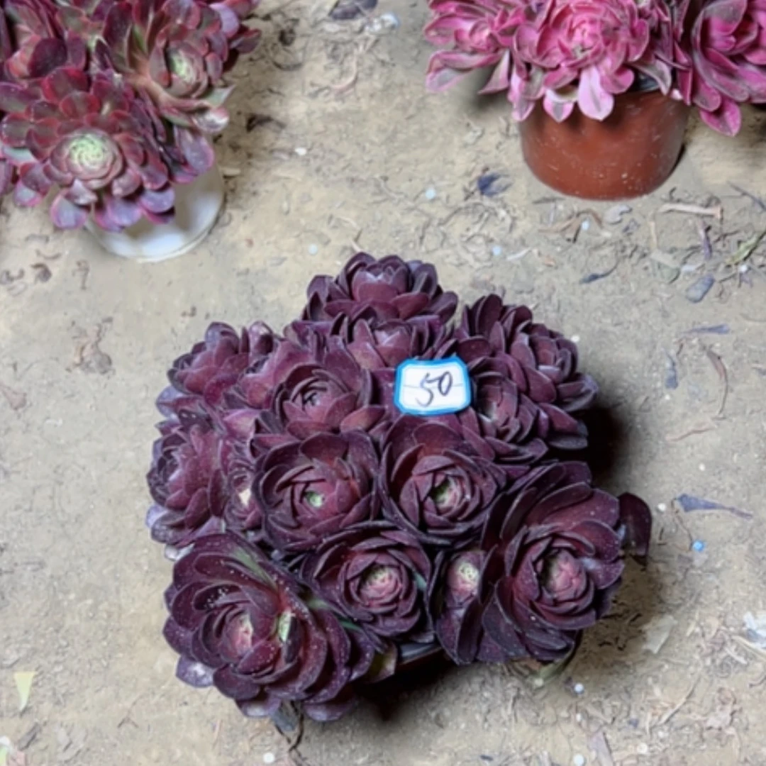 【闪购商品】q***秋多肉植物红魔50