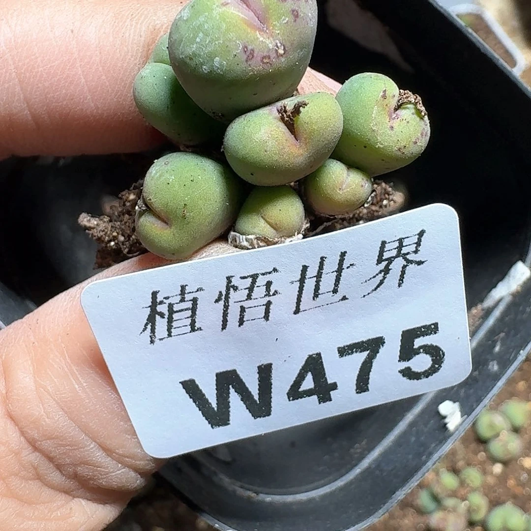 475盒多肉植物哇我的
