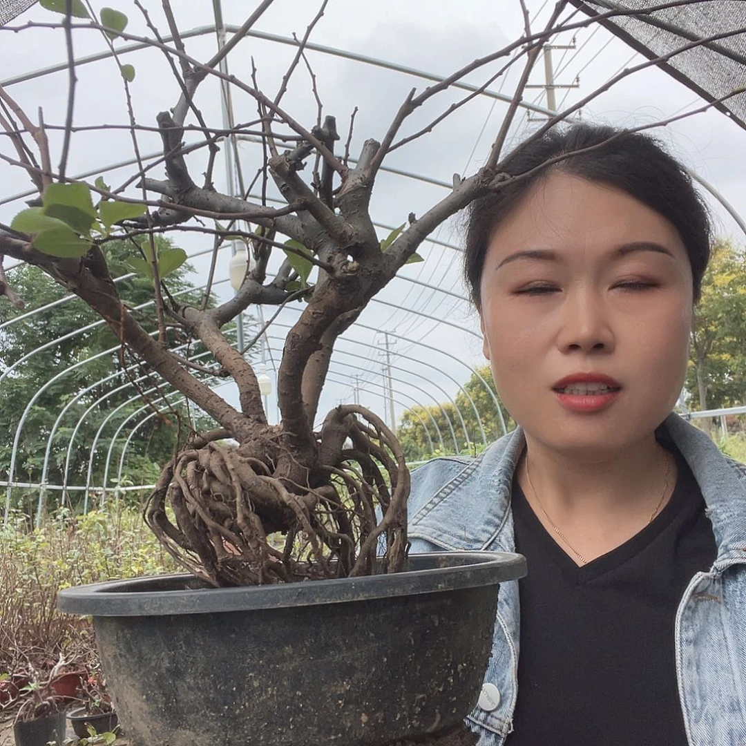 无花朵海棠花盛开盛开的花朵的